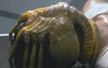 Alien Facehugger