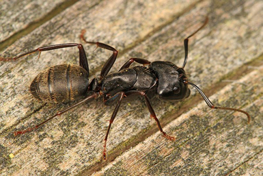 Carpenter Ant