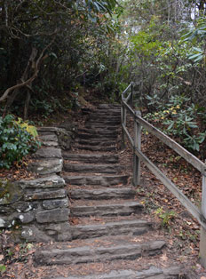 Woodland Path